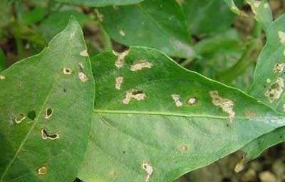 辣椒褐斑病发病原因及防治方法