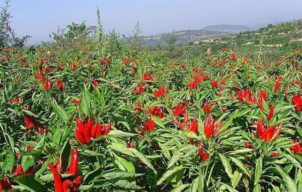 辣椒褐斑病发病原因及防治方法