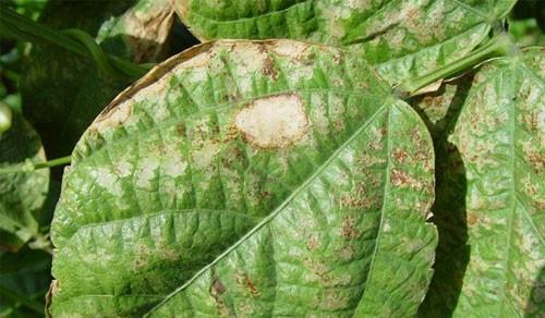 辣椒褐斑病发病原因及防治方法