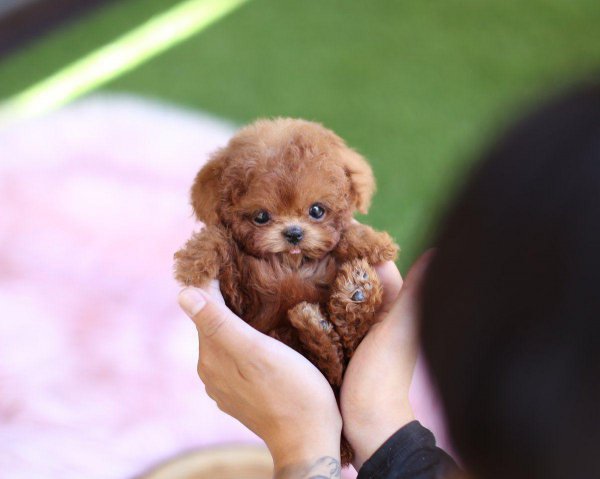 茶杯犬的习性介绍