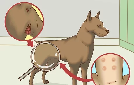 茶杯犬的习性介绍