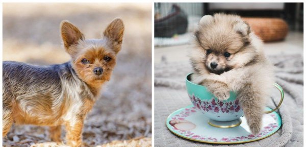 茶杯犬的习性介绍