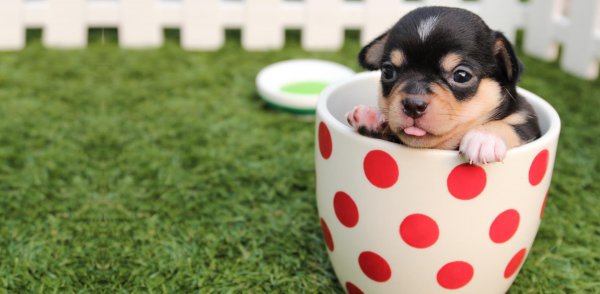 茶杯犬的习性介绍