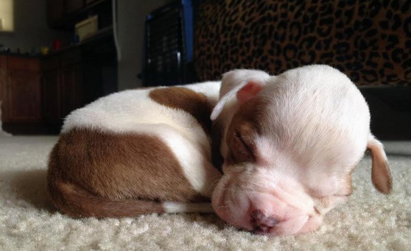 茶杯犬的习性介绍