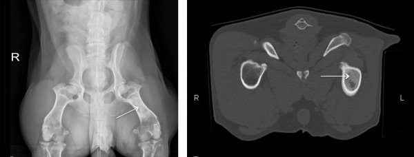 茶杯犬的习性介绍
