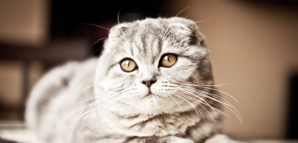 茶杯犬的习性介绍