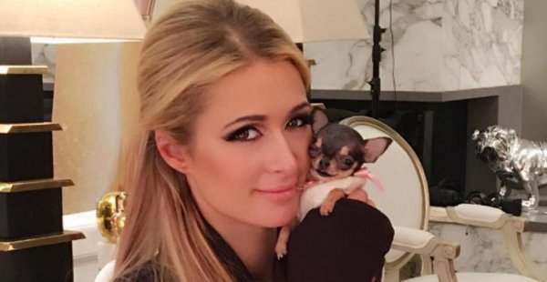 茶杯犬的习性介绍