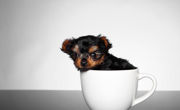 茶杯犬的习性介绍