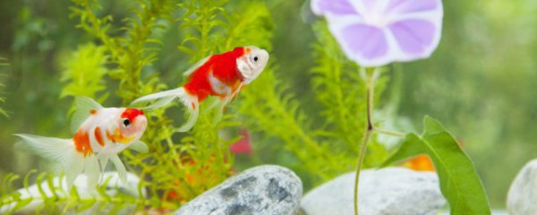 鱼缸旁边适合摆什么摆件