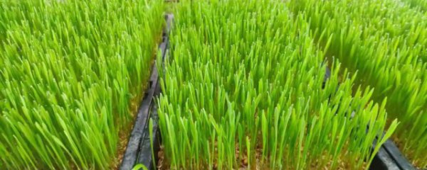 小麦苗需要煮多久才能吃