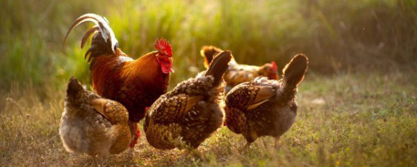 冬天杀好的鸡怎样长期保存