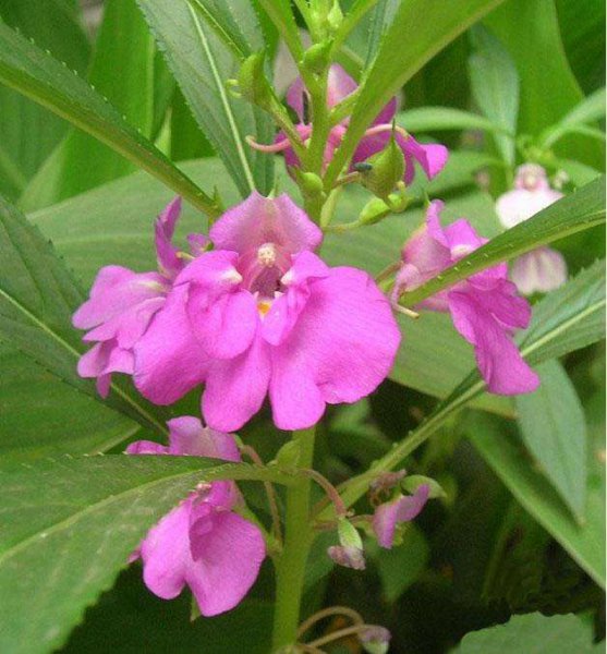 家里进蛇好事还是坏事