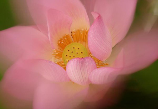 中国泉城是哪个城市的雅号