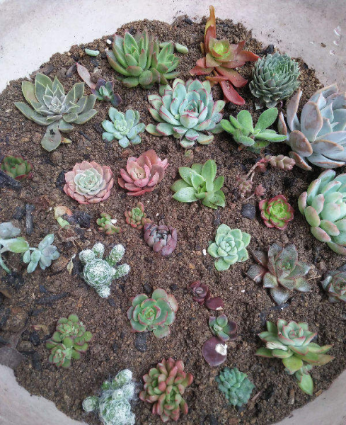 春季施肥以什么肥为主