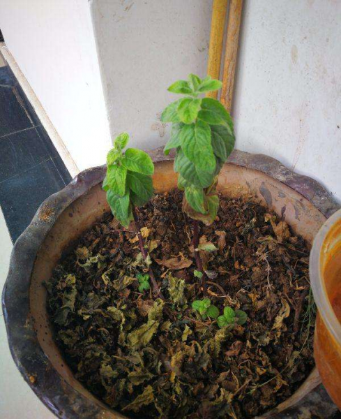 春季施肥以什么肥为主