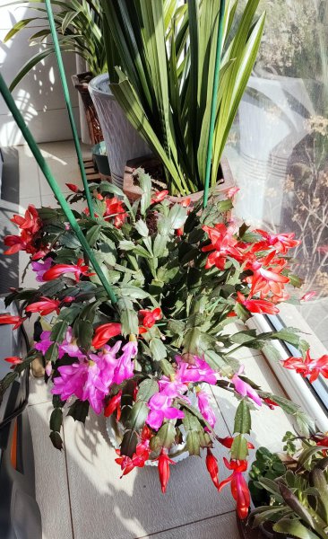 春季施肥以什么肥为主