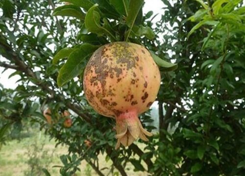 石榴炭疽病的发病原因与治疗方法