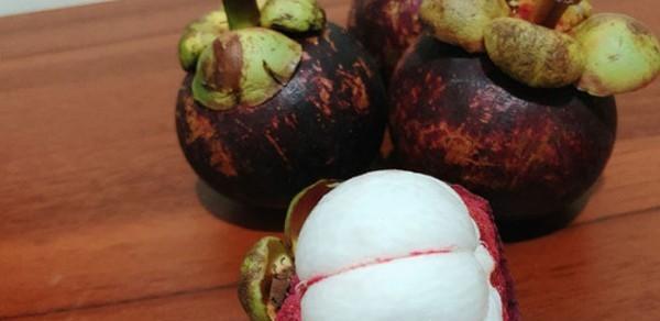 山竹是什么季节的水果