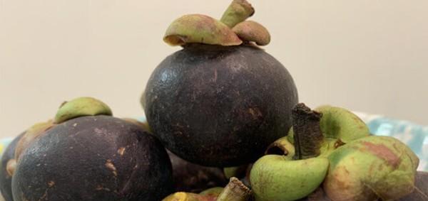 山竹是什么季节的水果