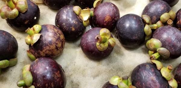 山竹是什么季节的水果