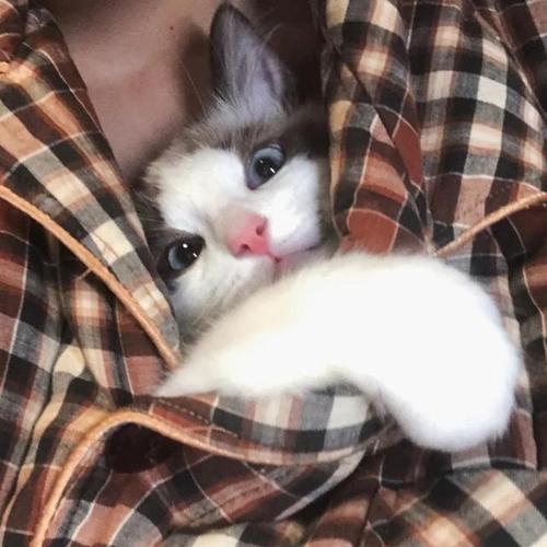 招猫喜欢的人有灵性特质