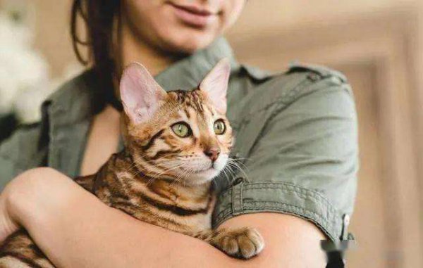 招猫喜欢的人有灵性特质