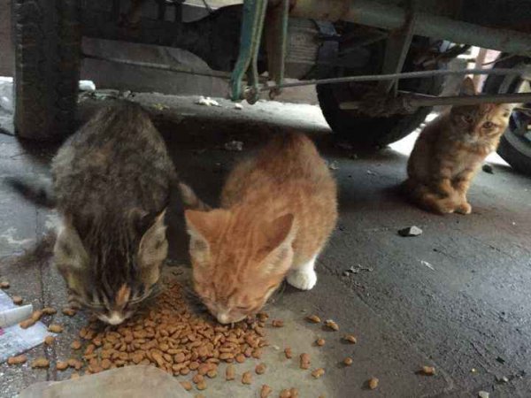 招猫喜欢的人有灵性特质