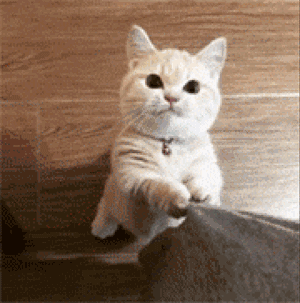 招猫喜欢的人有灵性特质