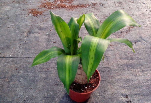 长期电脑辐射养什么花