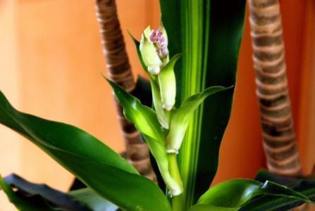 长期电脑辐射养什么花