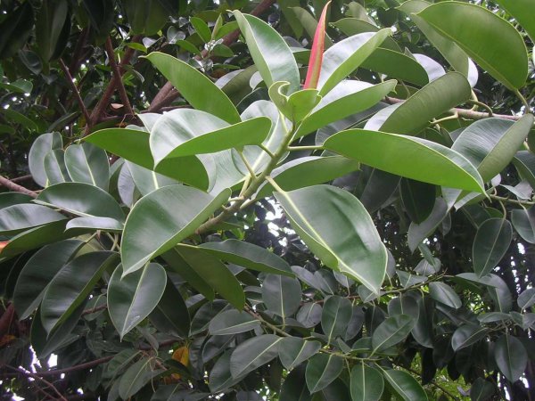 长期电脑辐射养什么花