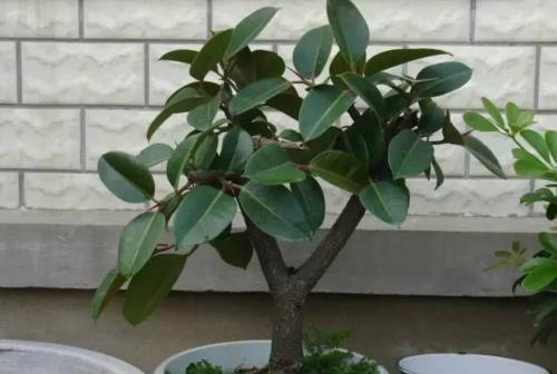 长期电脑辐射养什么花