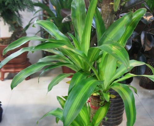 长期电脑辐射养什么花