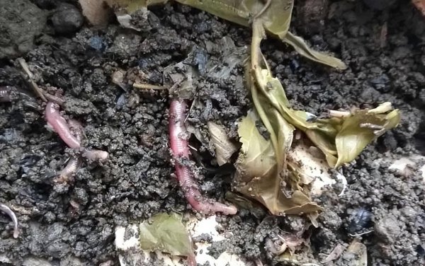 草木灰的主要成分是什么