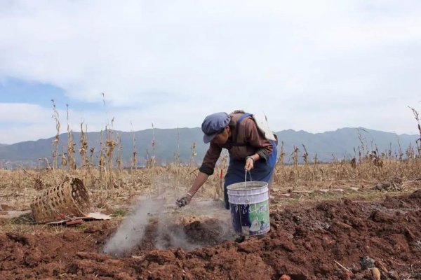 草木灰的主要成分是什么