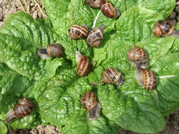 草木灰的主要成分是什么