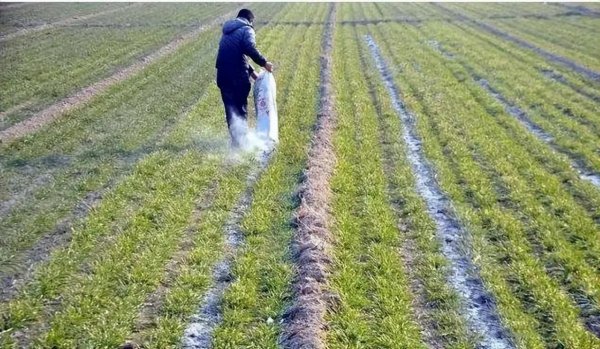 草木灰的主要成分是什么