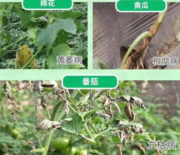 农用枯草芽孢杆菌治什么病