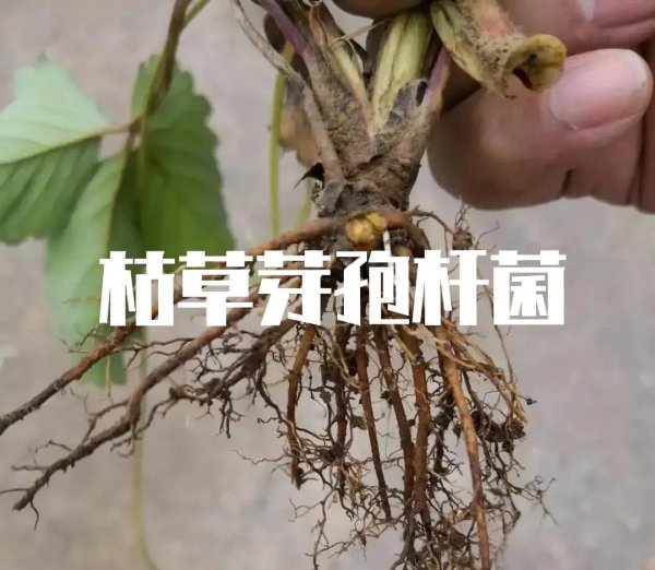 农用枯草芽孢杆菌治什么病