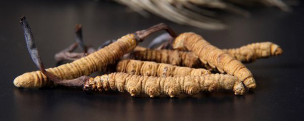 冬虫夏草男人吃有什么好处