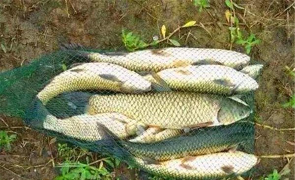 夏季野钓草鱼用什么钩