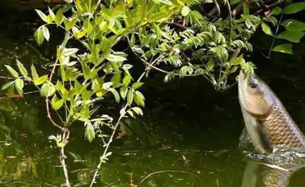 夏季野钓草鱼用什么钩