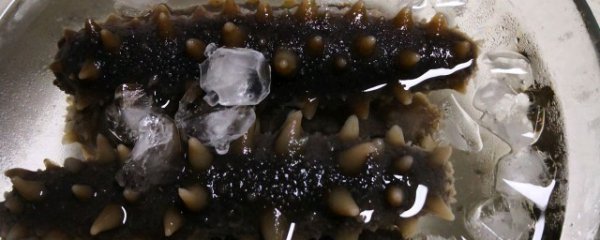 野生海参怎么泡发