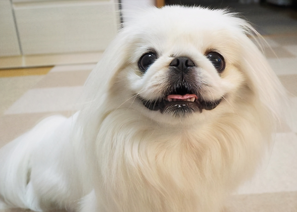 京巴犬的优缺点是什么