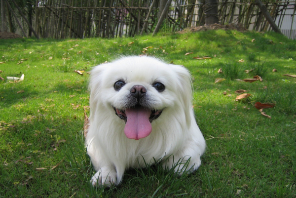 京巴犬的优缺点是什么