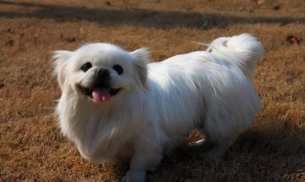 京巴犬的优缺点是什么