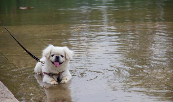京巴犬的优缺点是什么