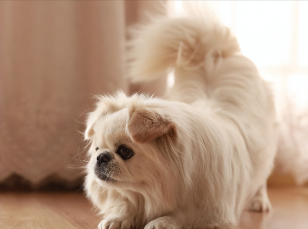 京巴犬的优缺点是什么