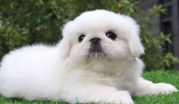 京巴犬的优缺点是什么