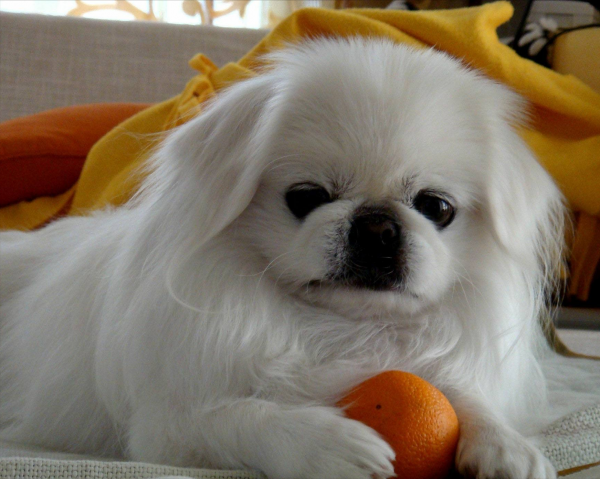 京巴犬的优缺点是什么